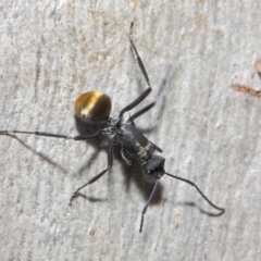 Polyrhachis ammon at Acton, ACT - 2 Jun 2019