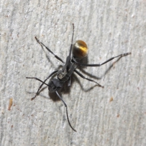 Polyrhachis ammon at Acton, ACT - 2 Jun 2019 12:59 PM