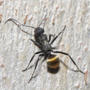 Polyrhachis ammon at Acton, ACT - 2 Jun 2019