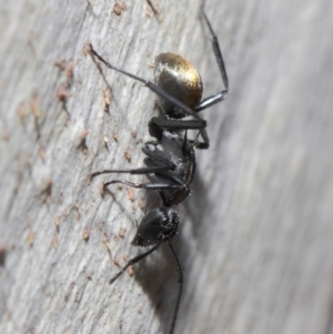 Polyrhachis ammon at Acton, ACT - 2 Jun 2019