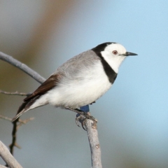 Epthianura albifrons (White-fronted Chat) at Molonglo Valley, ACT - 5 Jun 2010 by Marthijn