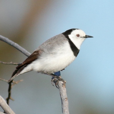 Epthianura albifrons (White-fronted Chat) at Namarag NR - 5 Jun 2010 by Marthijn