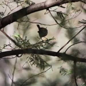 Acanthiza pusilla at Deakin, ACT - 4 Jun 2019