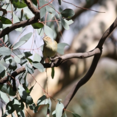 Smicrornis brevirostris (Weebill) at Red Hill Nature Reserve - 4 Jun 2019 by LisaH