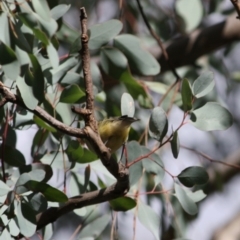 Smicrornis brevirostris at Deakin, ACT - 4 Jun 2019 03:31 PM