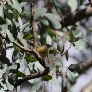 Smicrornis brevirostris at Deakin, ACT - 4 Jun 2019 03:31 PM