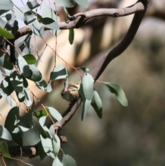 Smicrornis brevirostris at Deakin, ACT - 4 Jun 2019