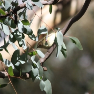 Smicrornis brevirostris at Deakin, ACT - 4 Jun 2019 03:31 PM