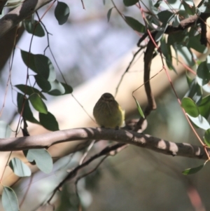 Smicrornis brevirostris at Deakin, ACT - 4 Jun 2019