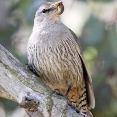 Climacteris picumnus victoriae (Brown Treecreeper) at Pialligo, ACT - 17 Oct 2010 by Marthijn