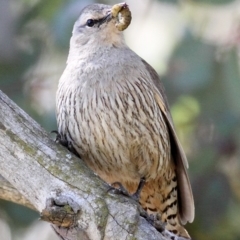 Climacteris picumnus victoriae (Brown Treecreeper) at Pialligo, ACT - 16 Oct 2010 by Marthijn