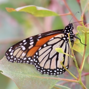 Danaus plexippus at Symonston, ACT - 3 Jan 2011 02:18 PM