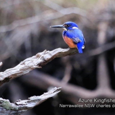 Ceyx azureus (Azure Kingfisher) at Narrawallee Foreshore and Reserves Bushcare Group - 28 May 2019 by Charles Dove