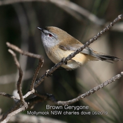 Gerygone mouki (Brown Gerygone) at Mollymook Beach, NSW - 30 May 2019 by CharlesDove
