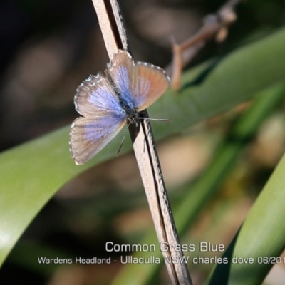 Zizina otis (Common Grass-Blue) at Ulladulla, NSW - 29 May 2019 by Charles Dove