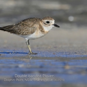 Anarhynchus bicinctus at Dolphin Point, NSW - 30 May 2019 12:00 AM