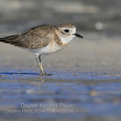 Anarhynchus bicinctus (Double-banded Plover) at Dolphin Point, NSW - 29 May 2019 by Charles Dove