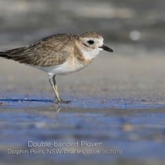 Charadrius bicinctus (Double-banded Plover) at Wairo Beach and Dolphin Point - 29 May 2019 by Charles Dove