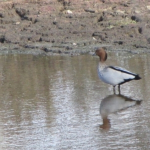 Chenonetta jubata at Molonglo River Reserve - 4 Jun 2019