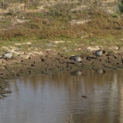 Chenonetta jubata at Molonglo River Reserve - 4 Jun 2019