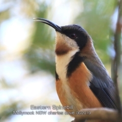 Acanthorhynchus tenuirostris (Eastern Spinebill) at Mollymook Beach, NSW - 30 May 2019 by CharlesDove