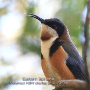 Acanthorhynchus tenuirostris at Mollymook Beach, NSW - 30 May 2019