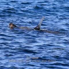 Arctocephalus pusillus doriferus (Australian Fur-seal) at Wairo Beach and Dolphin Point - 28 May 2019 by Charles Dove