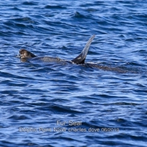 Arctocephalus pusillus doriferus at Dolphin Point, NSW - 29 May 2019