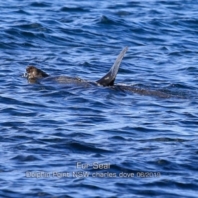 Arctocephalus pusillus doriferus (Australian Fur-seal) at Wairo Beach and Dolphin Point - 28 May 2019 by Charles Dove