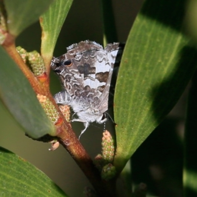 Sahulana scintillata (Glistening Line-blue) at Ulladulla - Warden Head Bushcare - 1 Jun 2019 by CharlesDove