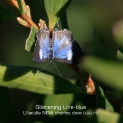 Sahulana scintillata at Ulladulla, NSW - 2 Jun 2019