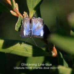 Sahulana scintillata at Ulladulla, NSW - 2 Jun 2019 12:00 AM