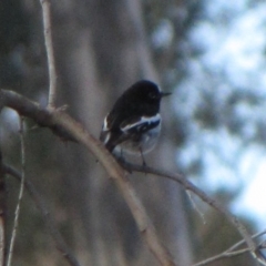 Petroica boodang (Scarlet Robin) at Dunlop, ACT - 4 Jun 2019 by Kurt