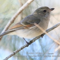 Pachycephala pectoralis (Golden Whistler) at Fishermans Paradise, NSW - 28 May 2019 by CharlesDove