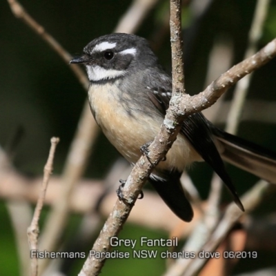 Rhipidura albiscapa (Grey Fantail) at Hazel Rowbotham Reserve Walking Track - 27 May 2019 by CharlesDove