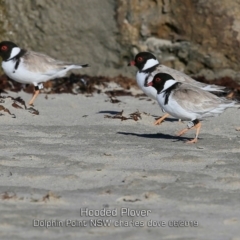 Charadrius rubricollis (Hooded Plover) at Wairo Beach and Dolphin Point - 28 May 2019 by Charles Dove