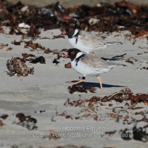 Charadrius rubricollis at suppressed - 29 May 2019