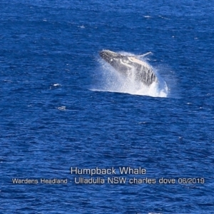 Megaptera novaeangliae at Ulladulla, NSW - 30 May 2019 12:00 AM