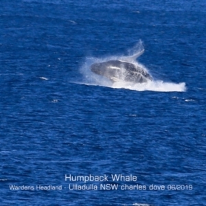 Megaptera novaeangliae at Ulladulla, NSW - 30 May 2019 12:00 AM