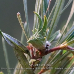 Lambertia formosa (Mountain Devil) at South Pacific Heathland Reserve - 26 May 2019 by CharlesDove