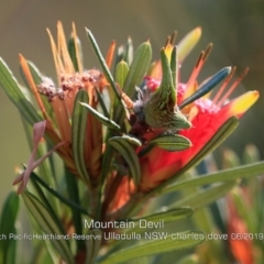 Lambertia formosa at Ulladulla, NSW - 27 May 2019