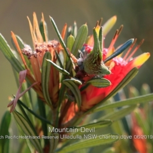 Lambertia formosa at Ulladulla, NSW - 27 May 2019 12:00 AM