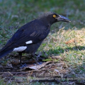 Strepera graculina at Fishermans Paradise, NSW - 30 May 2019 12:00 AM