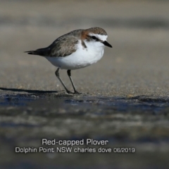 Anarhynchus ruficapillus (Red-capped Plover) at Dolphin Point, NSW - 28 May 2019 by Charles Dove