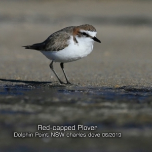 Anarhynchus ruficapillus at Dolphin Point, NSW - 29 May 2019