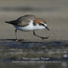 Anarhynchus ruficapillus at Dolphin Point, NSW - 29 May 2019 12:00 AM