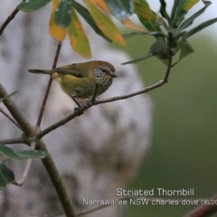 Acanthiza lineata (Striated Thornbill) at Garrads Reserve Narrawallee - 27 May 2019 by CharlesDove