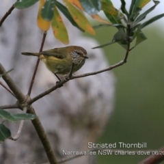 Acanthiza lineata (Striated Thornbill) at Narrawallee Foreshore and Reserves Bushcare Group - 28 May 2019 by CharlesDove