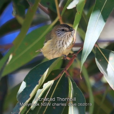 Acanthiza lineata (Striated Thornbill) at Mollymook, NSW - 30 May 2019 by Charles Dove