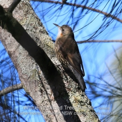 Cormobates leucophaea (White-throated Treecreeper) at Fishermans Paradise, NSW - 27 May 2019 by Charles Dove